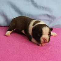 AKC Luna's Female Puppy 1, a female Boston Terrier for sale in Mount Olive, NC – Photo 7 of 10