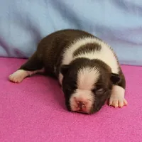 AKC Luna's Female Puppy 1, a female Boston Terrier for sale in Mount Olive, NC – Photo 1 of 10
