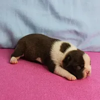 AKC Luna's Female Puppy 1, a female Boston Terrier for sale in Mount Olive, NC – Photo 8 of 10