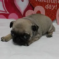 processed/c80f322c-8335-452e-92ad-beeabbe42ace/listing/c9e3e7cb-ddf1-4040-9b29-f5c209e84d20/013fe3c9-9e95-44ef-9aa8-5d94fe62a0bf