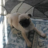 AKC Rosie's Female Puppy 1, a female Pug for sale in Mount Olive, NC – Photo 2 of 10