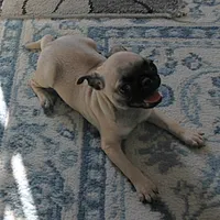 AKC Rosie's Female Puppy 1, a female Pug for sale in Mount Olive, NC – Photo 7 of 10