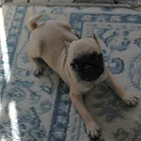 AKC Rosie's Female Puppy 1, a female Pug for sale in Mount Olive, NC – Photo 3 of 10