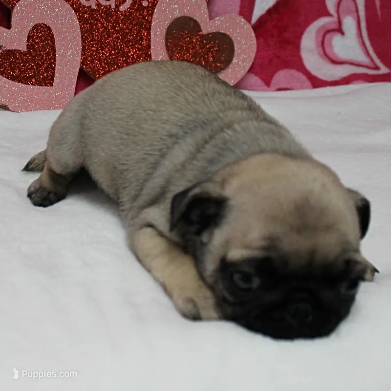 AKC Rosie's Female Puppy 1