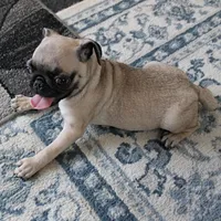 AKC Rosie's Female Puppy 1, a female Pug for sale in Mount Olive, NC – Photo 10 of 10