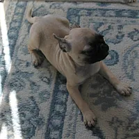 AKC Rosie's Female Puppy 1, a female Pug for sale in Mount Olive, NC – Photo 4 of 10