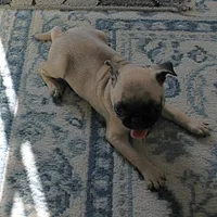 AKC Rosie's Female Puppy 1, a female Pug for sale in Mount Olive, NC – Photo 6 of 10