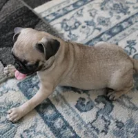 AKC Rosie's Female Puppy 1, a female Pug for sale in Mount Olive, NC – Photo 9 of 10