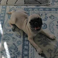 AKC Rosie's Female Puppy 1, a female Pug for sale in Mount Olive, NC – Photo 5 of 10