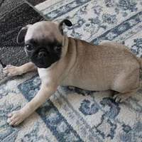 AKC Rosie's Female Puppy 1, a female Pug for sale in Mount Olive, NC – Photo 1 of 10