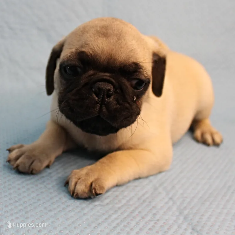 Mandy's Male Fawn Puppy 2 – Pug puppy for sale in Mount Olive, NC