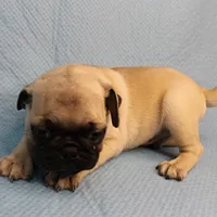 Mandy's Male Fawn Puppy 2, a male Pug for sale in Mount Olive, NC – Photo 8 of 10