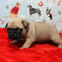 Mandy's Male Fawn Puppy 2, a male Pug for sale in Mount Olive, NC – Photo 8 of 10