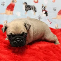 Mandy's Male Fawn Puppy 2, a male Pug for sale in Mount Olive, NC – Photo 6 of 10