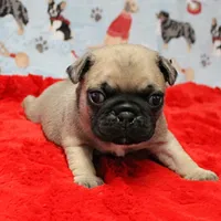 Mandy's Male Fawn Puppy 2, a male Pug for sale in Mount Olive, NC – Photo 3 of 10