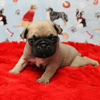 Mandy's Male Fawn Puppy 2, a male Pug for sale in Mount Olive, NC – Photo 10 of 10
