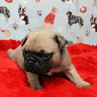 Mandy's Male Fawn Puppy 2, a male Pug for sale in Mount Olive, NC – Photo 2 of 10