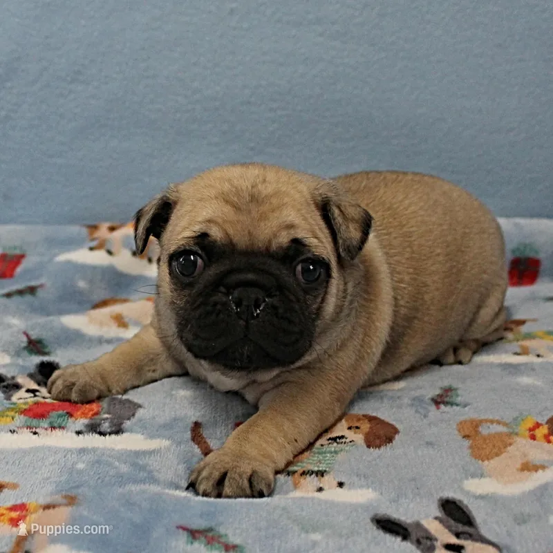 Mandy's Male Fawn Puppy 2