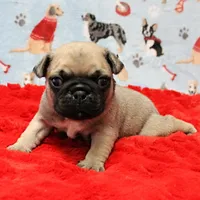 Mandy's Male Fawn Puppy 2, a male Pug for sale in Mount Olive, NC – Photo 4 of 10