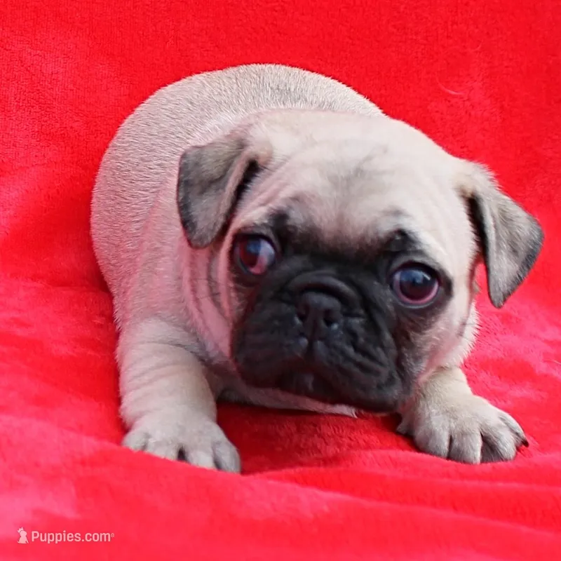 Mandy's Male Fawn Puppy 2 – Pug puppy for sale in Mount Olive, NC