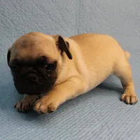Mandy's Male Fawn Puppy 2, a male Pug for sale in Mount Olive, NC – Photo 6 of 10