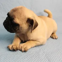 Mandy's Male Fawn Puppy 2, a male Pug for sale in Mount Olive, NC – Photo 10 of 10
