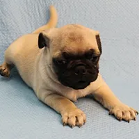 Mandy's Male Fawn Puppy 2, a male Pug for sale in Mount Olive, NC – Photo 3 of 10