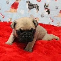 Mandy's Male Fawn Puppy 2, a male Pug for sale in Mount Olive, NC – Photo 9 of 10