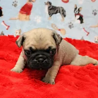 Mandy's Male Fawn Puppy 2, a male Pug for sale in Mount Olive, NC – Photo 7 of 10
