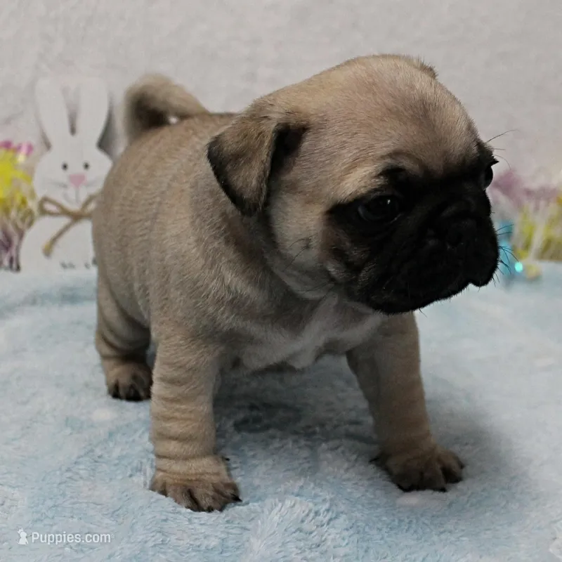 Mandy's Male Fawn Puppy 2