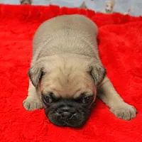 Mandy's Male Fawn Puppy 2, a male Pug for sale in Mount Olive, NC – Photo 5 of 10