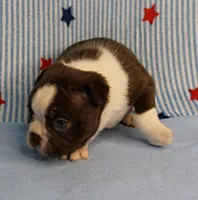 AKC Luna's Female Puppy 1, a female Boston Terrier for sale in Mount Olive, NC – 5 of 10