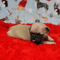 Mandy's Male Fawn Puppy 4, a male Pug for sale in Mount Olive, NC – Photo 6 of 10