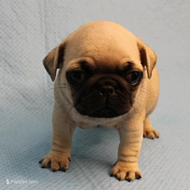 Mandy's Male Fawn Puppy 4 – Pug puppy for sale in Mount Olive, NC