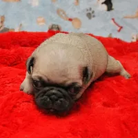 Mandy's Male Fawn Puppy 4, a male Pug for sale in Mount Olive, NC – Photo 3 of 10