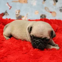 Mandy's Male Fawn Puppy 4, a male Pug for sale in Mount Olive, NC – Photo 4 of 10