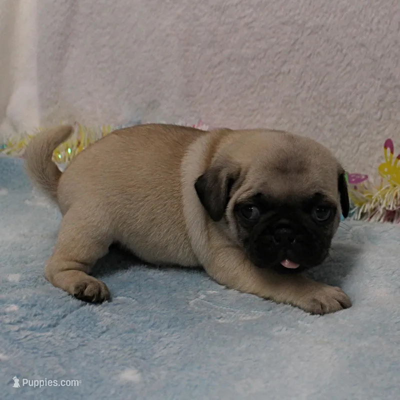 Mandy's Male Fawn Puppy 4