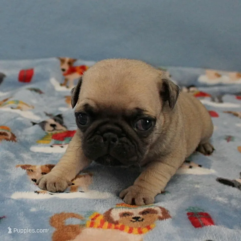 Mandy's Male Fawn Puppy 4