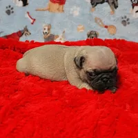 Mandy's Male Fawn Puppy 4, a male Pug for sale in Mount Olive, NC – Photo 9 of 10
