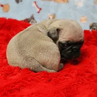 Mandy's Male Fawn Puppy 4, a male Pug for sale in Mount Olive, NC – Photo 2 of 10
