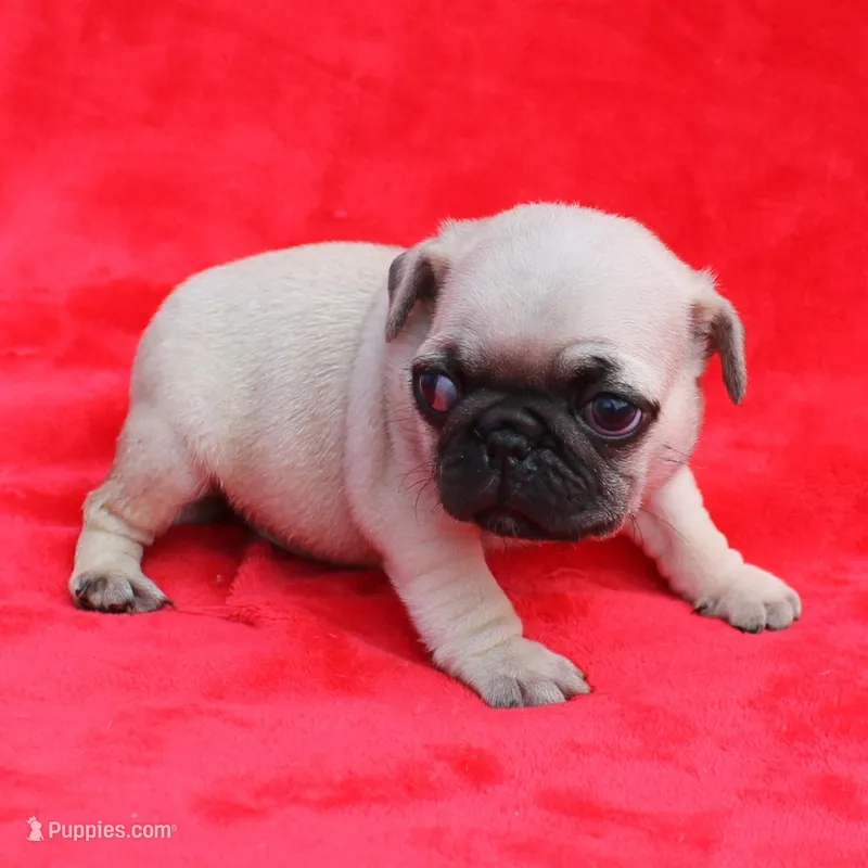Mandy's Male Fawn Puppy 4 – Pug puppy for sale in Mount Olive, NC