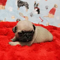 Mandy's Male Fawn Puppy 4, a male Pug for sale in Mount Olive, NC – Photo 1 of 10