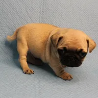 Mandy's Male Fawn Puppy 4, a male Pug for sale in Mount Olive, NC – Photo 9 of 10