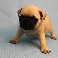 Mandy's Male Fawn Puppy 4, a male Pug for sale in Mount Olive, NC – Photo 3 of 10