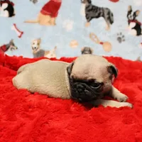 Mandy's Male Fawn Puppy 4, a male Pug for sale in Mount Olive, NC – Photo 5 of 10
