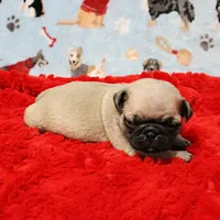 Mandy's Male Fawn Puppy 4, a male Pug for sale in Mount Olive, NC – Photo 8 of 10