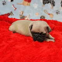 Mandy's Male Fawn Puppy 4, a male Pug for sale in Mount Olive, NC – Photo 7 of 10