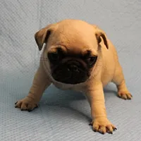 Mandy's Male Fawn Puppy 4, a male Pug for sale in Mount Olive, NC – Photo 4 of 10