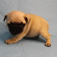 Mandy's Male Fawn Puppy 4, a male Pug for sale in Mount Olive, NC – Photo 2 of 10