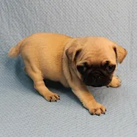 Mandy's Male Fawn Puppy 4, a male Pug for sale in Mount Olive, NC – Photo 7 of 10